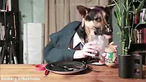 تا حالا دیدی سگ با دست غذا بخوره؟؟!!