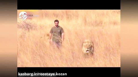 مردی که با شیرها زندگی می کند