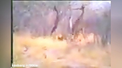 كلیپ شكار زرافه توسط شیرها