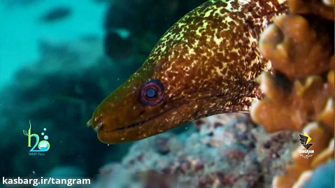 بیست زندگی در اعماق خلیج فارس-مار ماهی