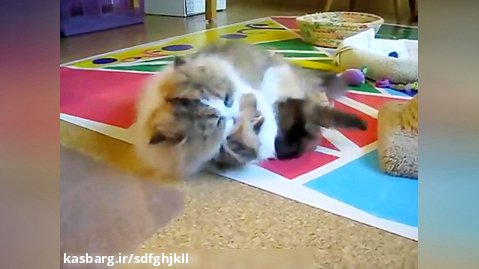 گربه ایرانی در حال تمیز کردن بچه اش
