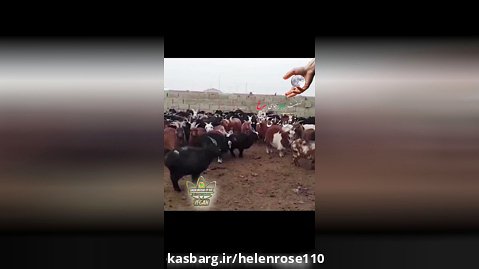 ویدیو شکنجه بز و گوسفند ها توسط کارگران آسیایی در فضای مجازی خبر ساز شد.