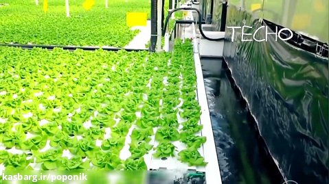 گلخانه هیدروپونیک کاهو و گل لاله به صورت کاملا ماشینی