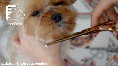 آموزش آرایش چتری و موهای دور چشم سگها در منزل