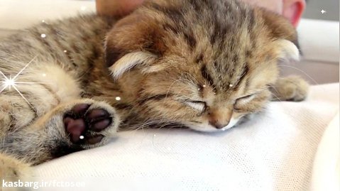 دیانا و روما | جدید | - دایانا و روما یک بچه گربه ناز دار پیدا کردند