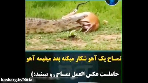 شکار تمساح که میبنه آهو باردار است.
