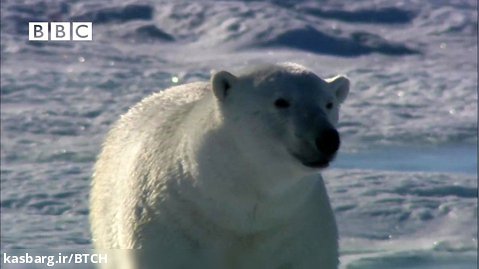 Very funny - Polar Bear wrecks Spy Cameras! - Polar Bear Spy on the Ice (Davi