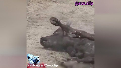 شکار بوفالو توسط شیر