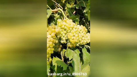 انگور کشمشی زرد در نهالستان حیدری موجود میباشد 09146926373