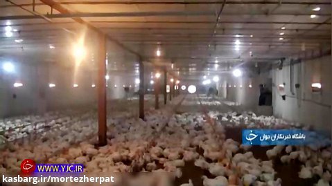 جایگاه کردستان در پرورش مرغ گوشتی