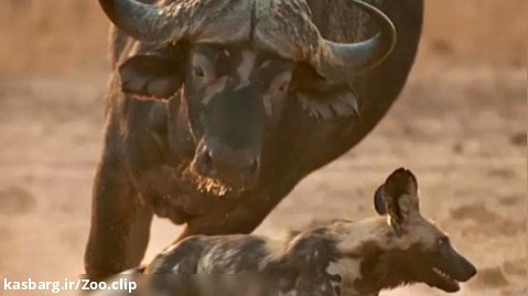 نبرد سگهای وحشی با بوفالو شکار بوفالو توسط سگهای وحشی آفریقا