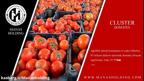 صادرات گوجه توسط هلدینگ ماناس