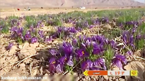 سرما و یخبندان باعث خسارت به زعفران استان