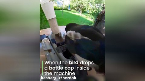 آموزش پرندگان برای بازیافت
