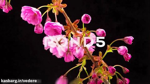 فوتیج ویدیویی تایم لپس از شکفتن گل‌های صورتی درخت ساکورا