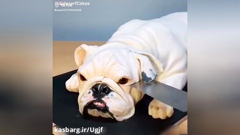 تعجب سگ و ترسش به کیک!!!!!