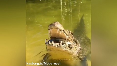 خرچنگ زیر دندانهای تمساح