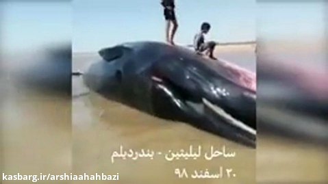 مرگ نهنگ فوق بزرگ در ساحل لیلیتین _ بندر دیلم