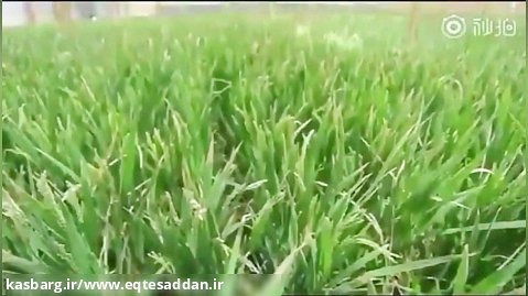 کاشت برنج با آب دریا توسط چينی‌ها