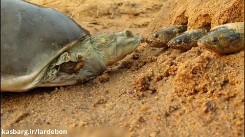 شکار ماهی توسط لاکپشت قاتل