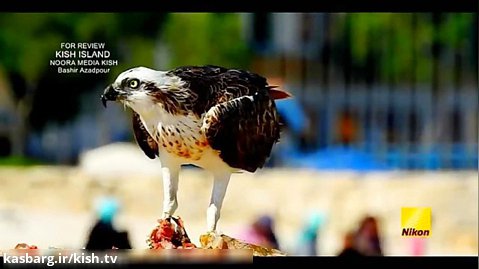 فیلم مستند شکار عقاب ماهیگیر در سواحل کیش . ساخته بشیر آزادپور