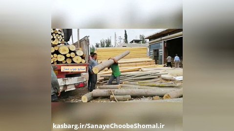 ارسال چوب صنوبر به معادن کشور (امروز)