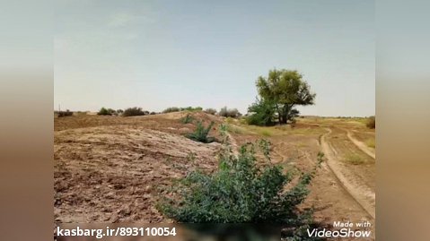 پروژه نهالکاری وآبیاری کیدر پایین شهرستان جاسک استان هرمزگان