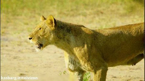 چهار ساعت ویدیو از حیات وحش حیرت انگیز آفریقا | (ریلکسیشن در طبیعت 155)