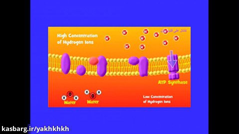 زنجیره انتقال الکترون در میتوکندری - فسفریلاسیون اکسیداتیو - ATP سازی اکسایشی
