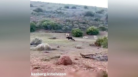 بوفالوی مادر برای نجات گوساله اش به گله شیرها حمله میکند!
