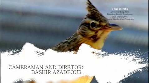فیلم مستند پرندگان . ساخته بشیر آزادپور