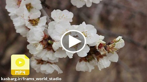 دانلود فیلم فوتیج شکوفه های درخت