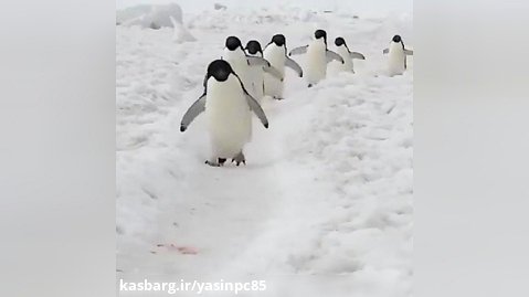 راه رفتن پنگوئن ها