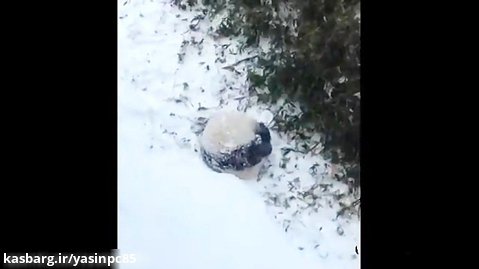 جمع کردن غذا و راه رفتن خرس های پاندا در زمستان