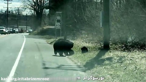 خرس بچه هایش را از خیابان عبور می دهد
