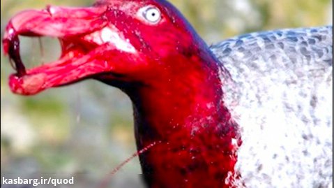 10 مرگبارترین پرنده روی سیاره