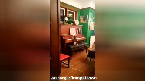 تا حالا گربه ی نوازنده دیده بودین؟؟!!