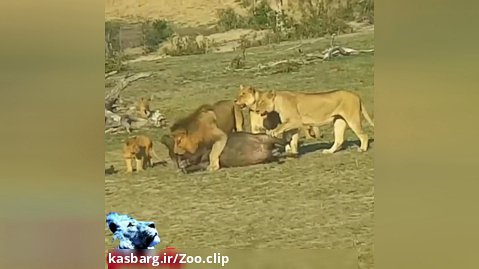 شکار بوفالو توسط گله شیرها