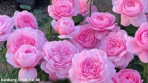 باغ گل رزهای صورتی زیبا