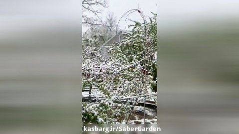 صابر بابایی: باغ سفیدپوش در برف بهاری