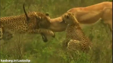 سرعت بی نظیر یوزپلنگ . شکار یوزپلنگ