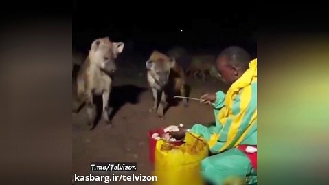 ببینید به کفتارهای خالدار آفریقایی چطور غذا میده!