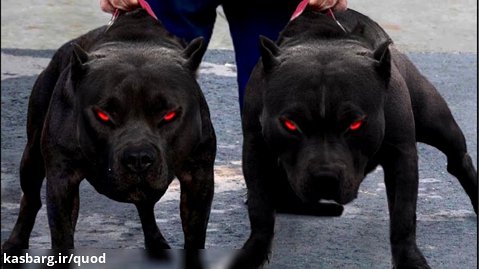 10 ترسناک ترین سگ که باید از آنها بترسید!
