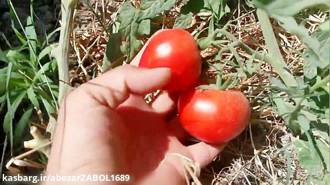 برداشت گوجه در نرماشیر