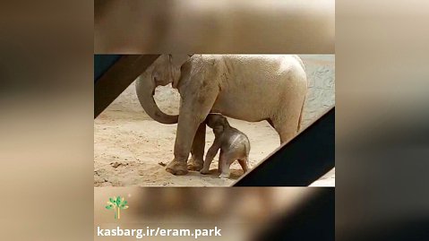 تولد اولین بچه فیل در ایران