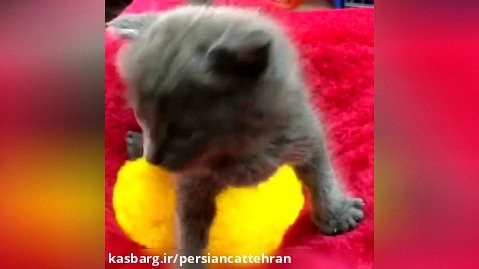 فروش بچه گربه راشن بلو ۰۹۲۱۶۰۳۷۹۲ه