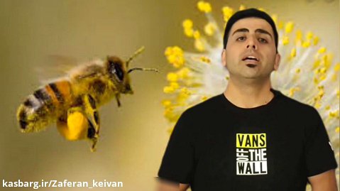 نحوه تشخیص عسل طبیعی