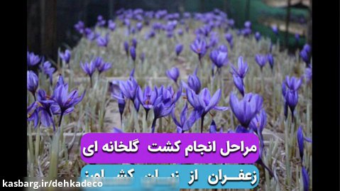 کشت گلخانه ای زعفران / مصاحبه