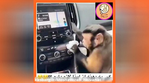 میمونها