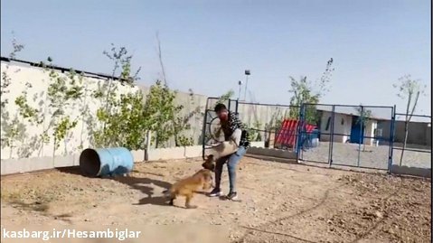 سگ بازی حامد تبریزی